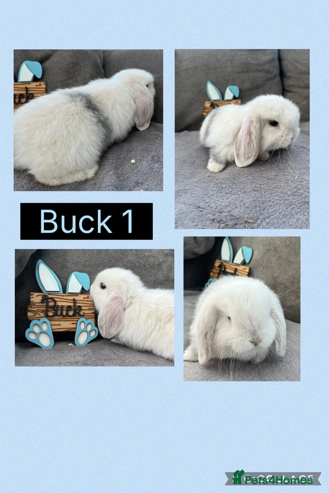 Mini Lop rabbits for sale: Pure bred Mini Lop Babies - Advert 1