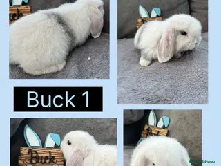 Mini Lop rabbits Pure bred Mini Lop Babies - Advert 17