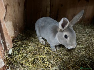 Mixed Breed rabbits Mini Rex / mini Rex cross - Advert 10
