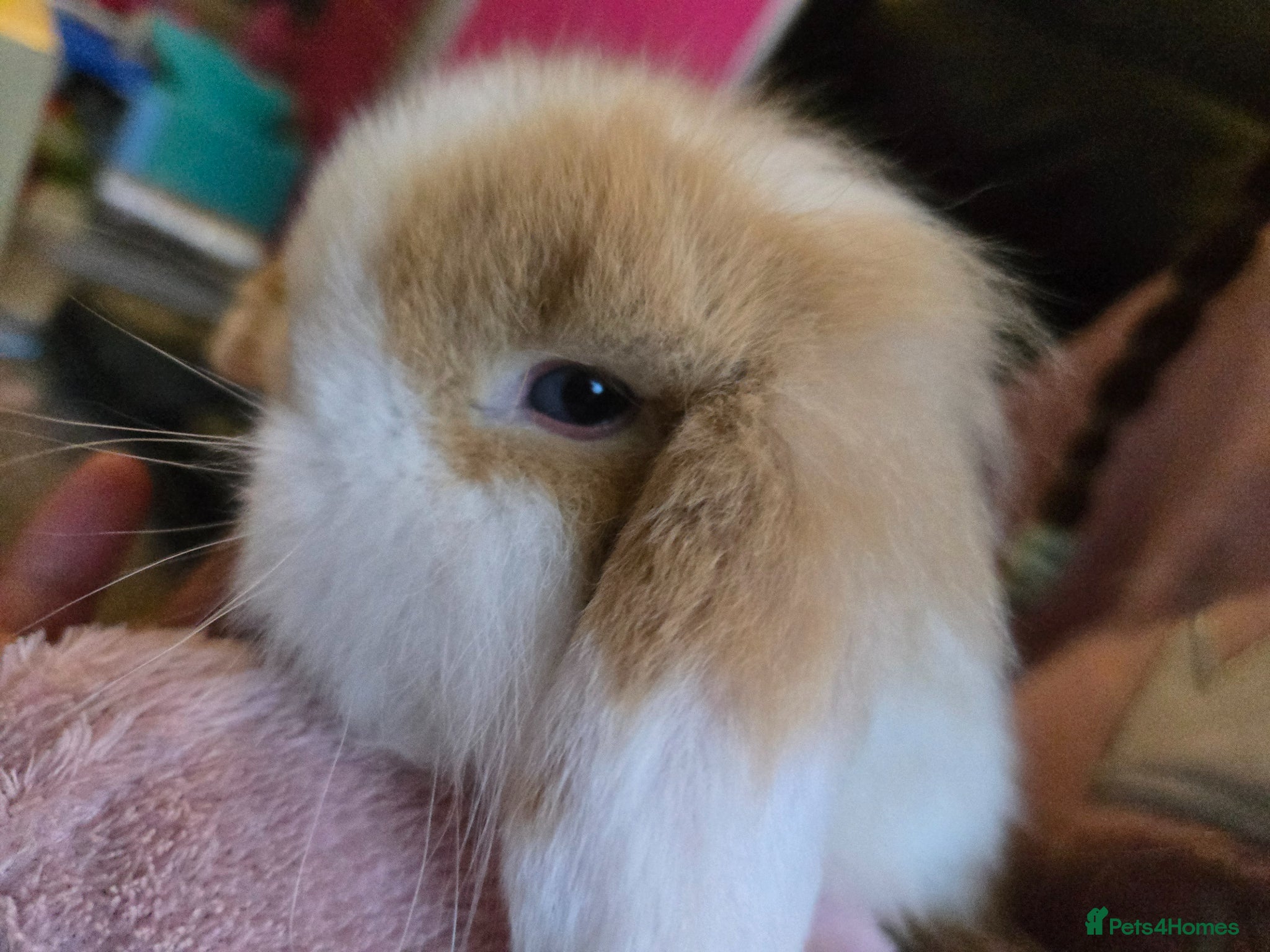 Mixed Breed rabbits Mini lop x lion lop babies - Advert 8