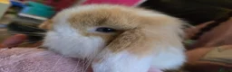 Mixed Breed rabbits for sale: 2 Mini lop x lion lop babies (boys).Price for both - Advert 2