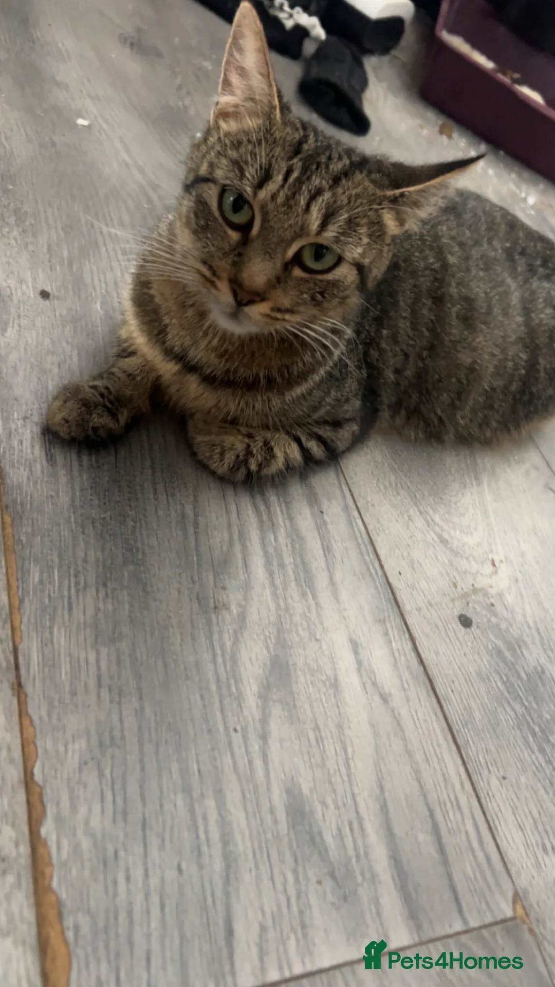 Mixed Breed cats for sale: ready for collection now  in Wrexham - Advert 2