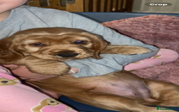 Sprocker dogs for sale: Cocker/sprocker  - Image 4