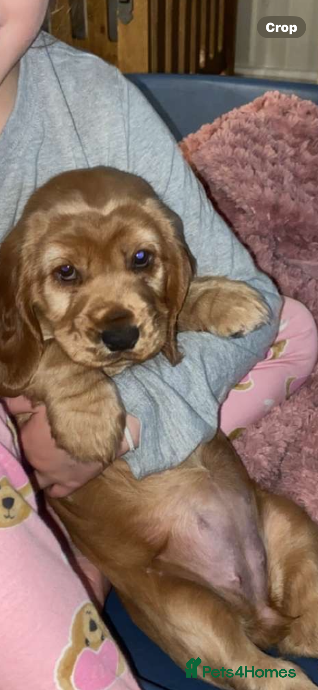 Sprocker dogs for sale: Cocker/sprocker  - Image 4