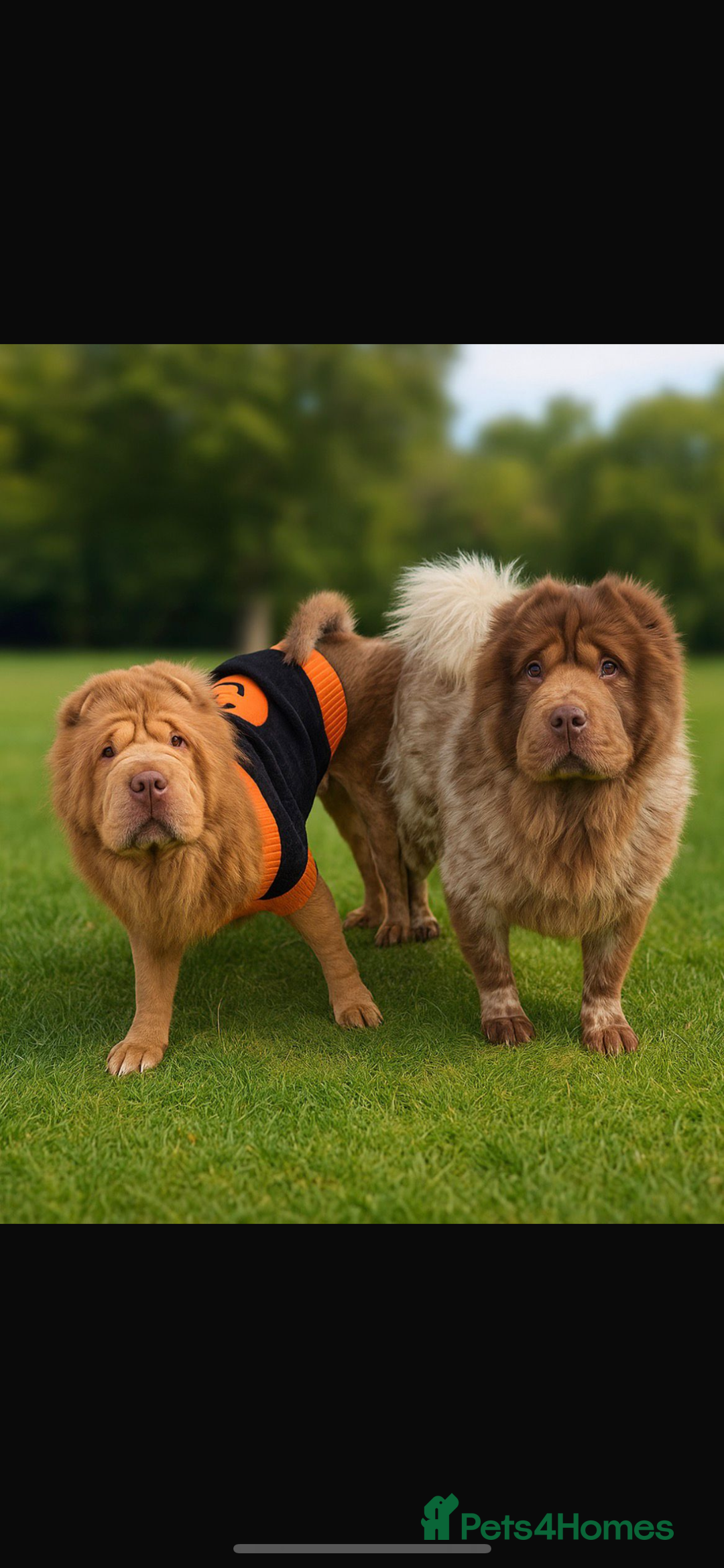 Shar Pei dogs for stud: FOZZY BEAR  - Advert 1