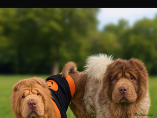 Shar Pei dogs FOZZY BEAR - Advert 1