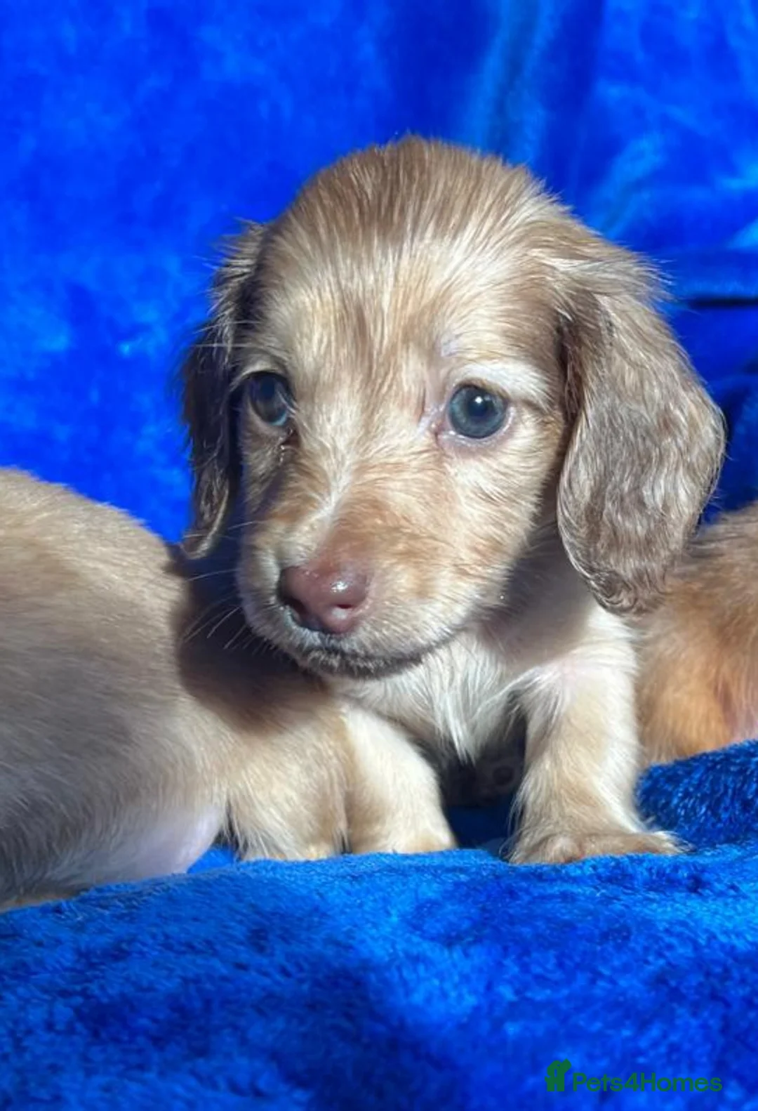 Miniature Dachshund dogs for sale: FULLY VAX LONG HAIRED MINI KC REG PRA CLR - Advert 18