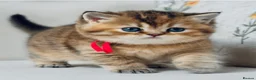 British Shorthair cats for sale: Unique  Golden kittens 🐾 - Advert 9