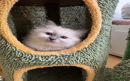Birman cats for sale: Blue point female kitten for sale  - Image 17