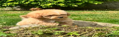 Mixed Breed 4