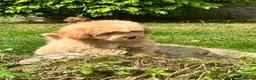 Mixed Breed dogs for sale: Exquisite litter of CAVAPOOCHONS ready now  - Advert 21