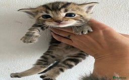 RagaMuffin cats for sale: Beautiful Ragdoll kittens  - Image 23