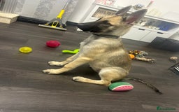 Shepsky dogs for sale: German shepherd cross  - Image 5
