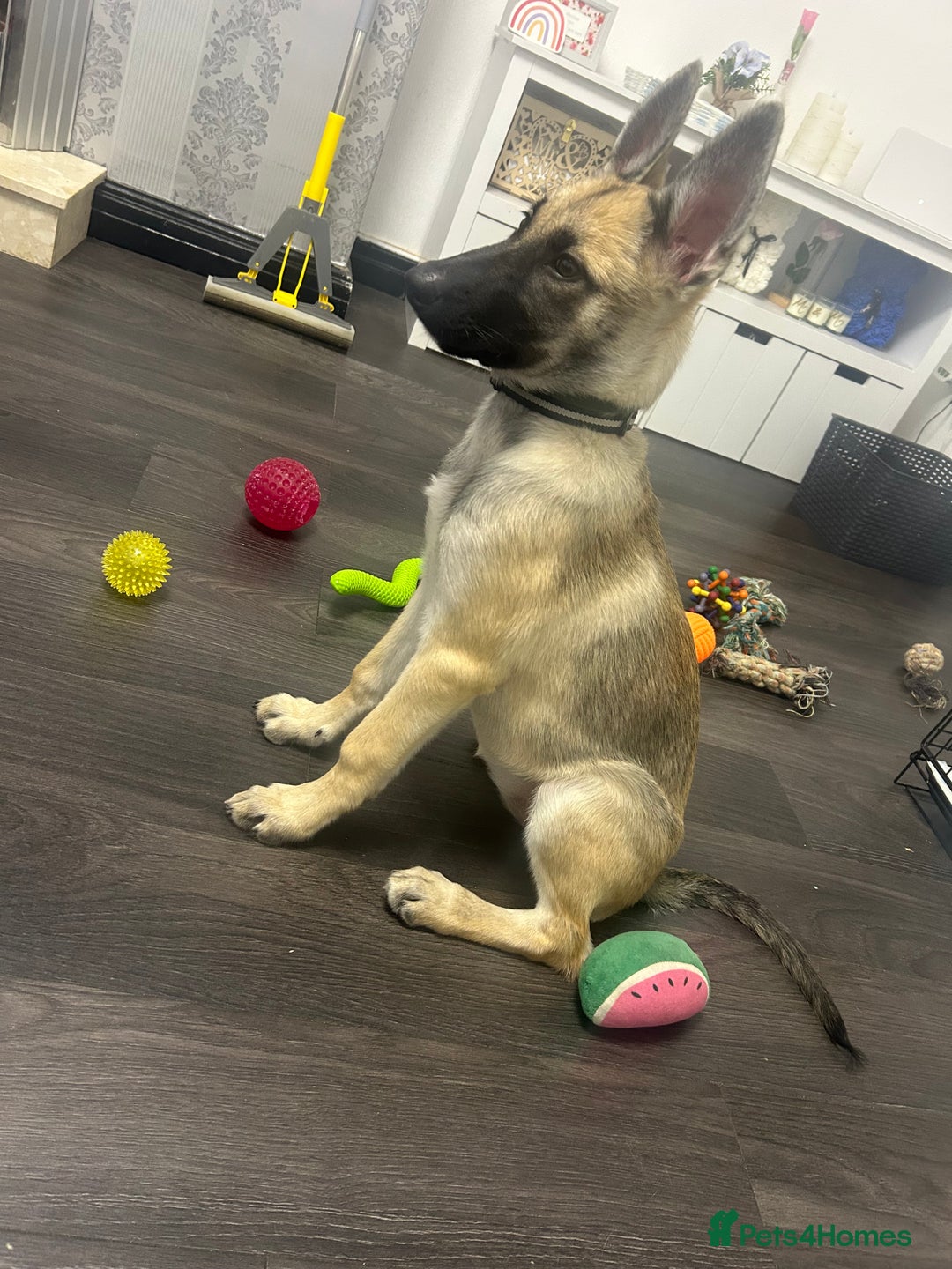 Shepsky dogs for sale: German shepherd cross  - Image 5