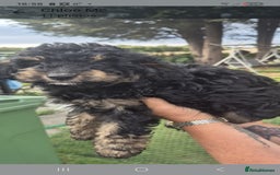 Cockapoo dogs for sale: Cockapoo  LAST GIRL AVAILABLE NOW - Image 9