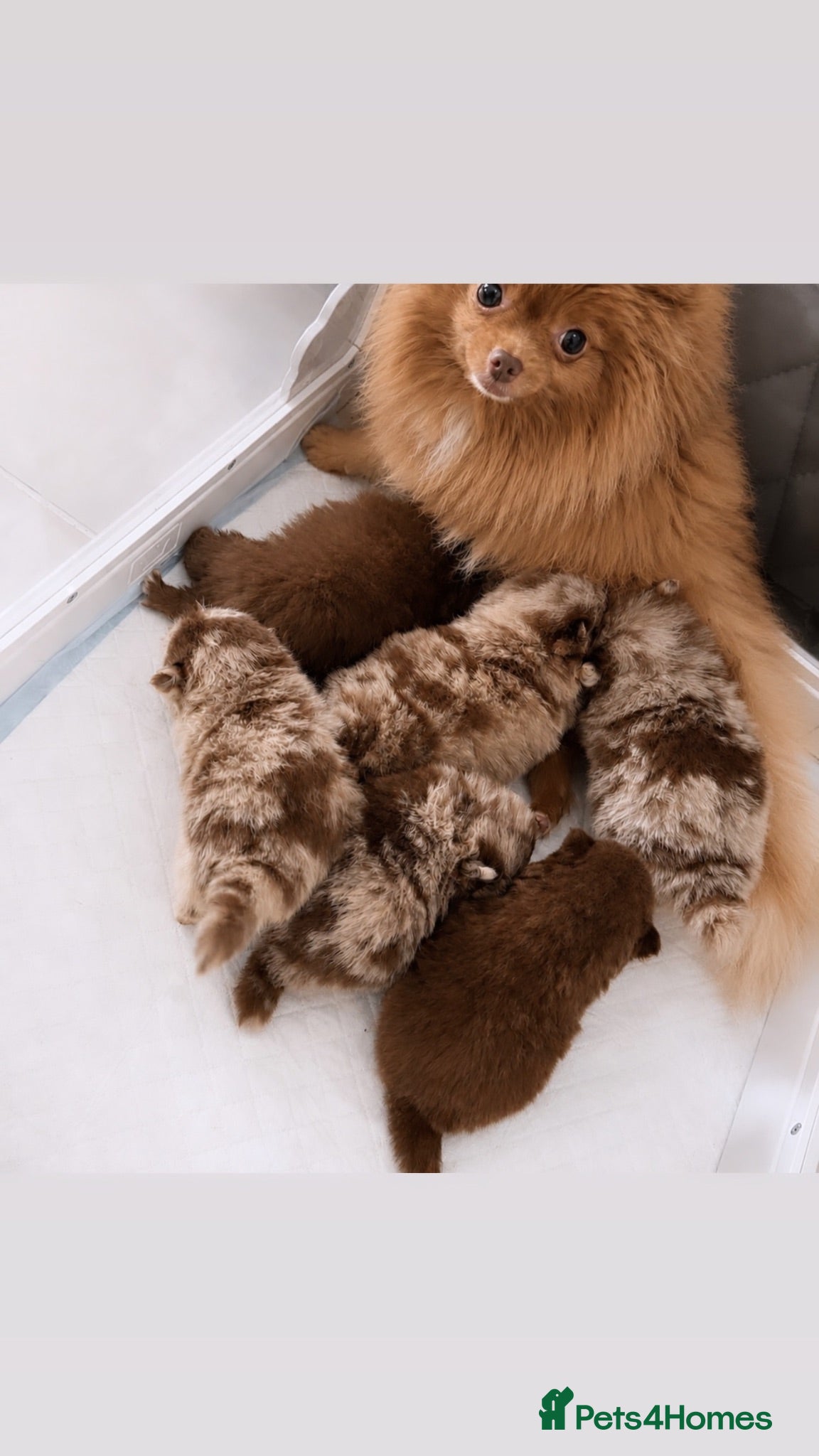 Pomeranian dogs Lilac Chocolate Merle Babies  - Advert 2