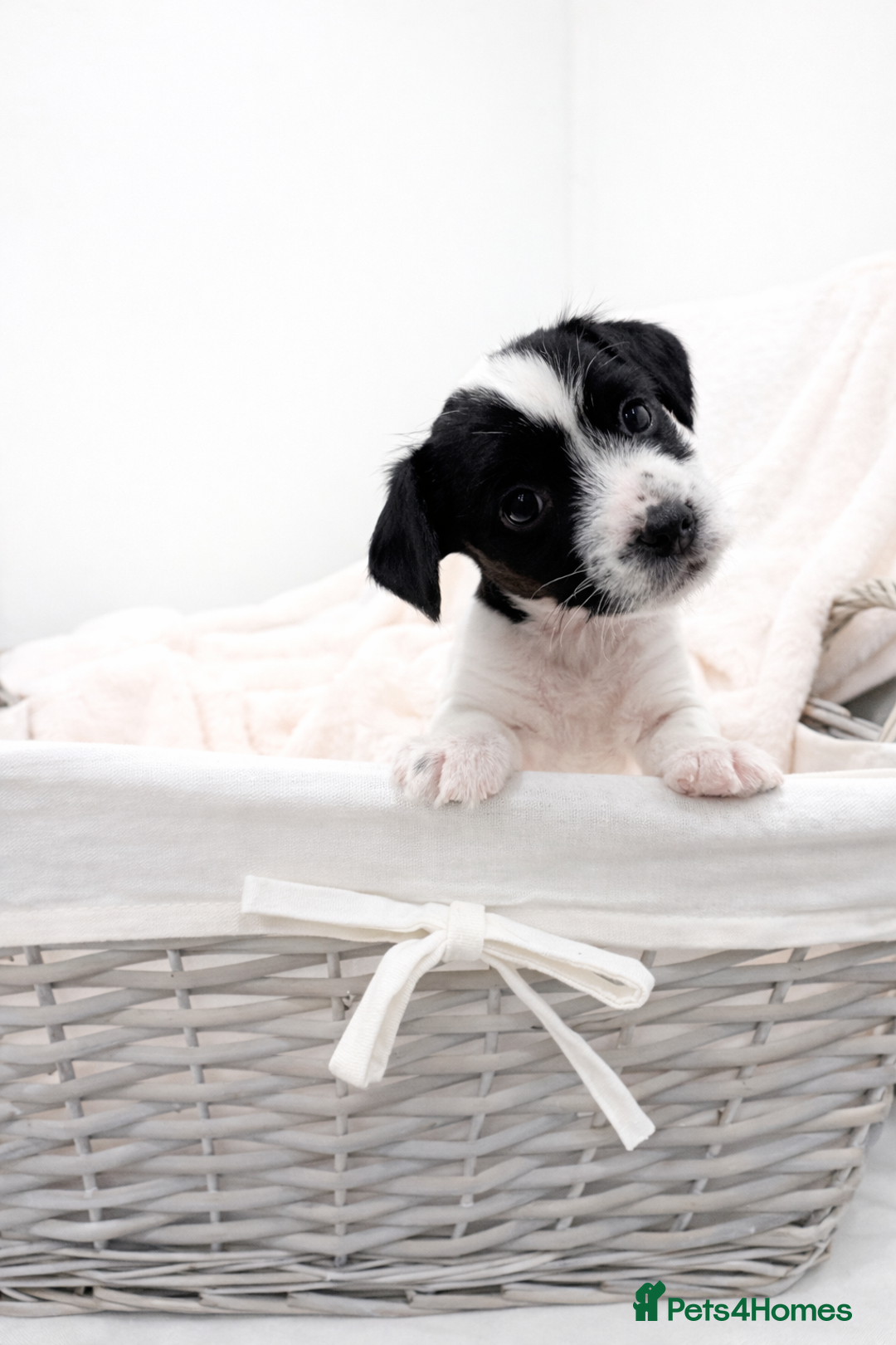 Jackapoo dogs for sale: Beautiful Jackapoo Puppies 🐾 - Advert 5