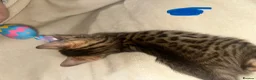 Bengal cats for sale: Bengal kittens - Advert 15