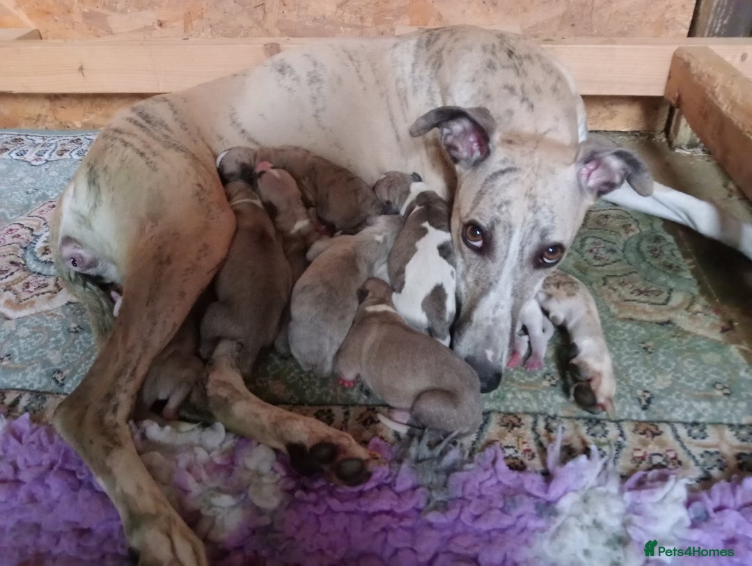 Whippet dogs for sale: STUNNING LITTER OF KC REGISTERED WHIPPET PUPPIES  - Image 10