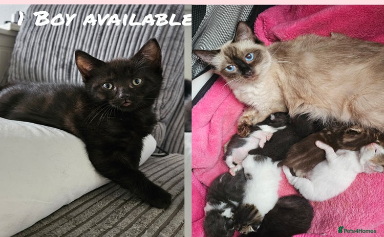 Mixed Breed cats - Advert 15