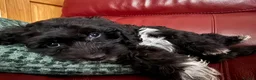 Cockapoo dogs for sale: 4 really to go F2 cocker puppies  in London - Advert 3