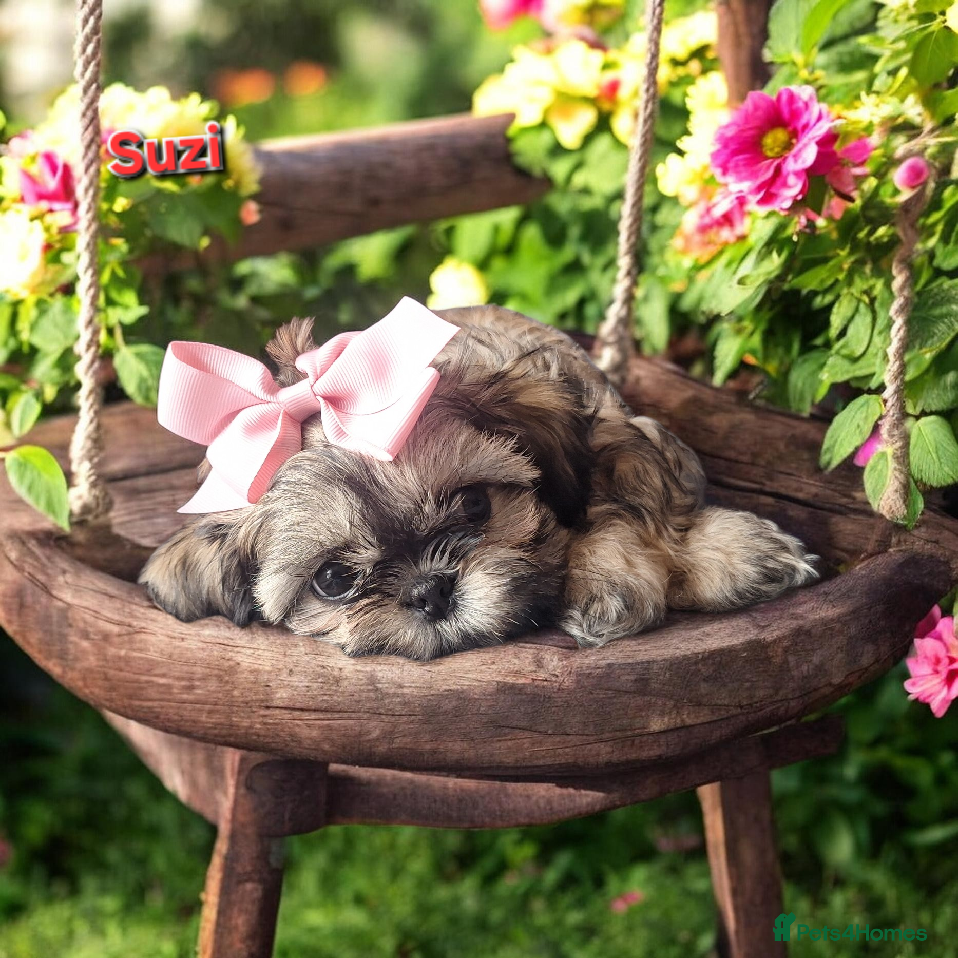 Shih Tzu dogs Beautiful Imperial Shih Tzus  - Advert 20