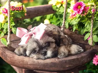 Shih Tzu dogs Beautiful Imperial Shih Tzus - Advert 20