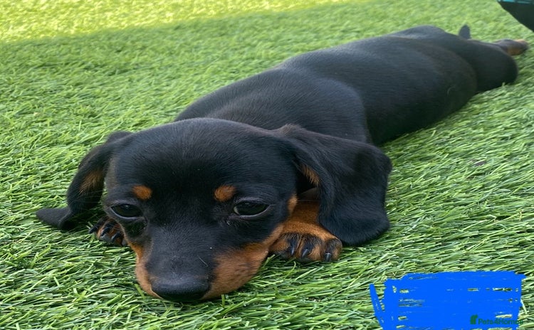 Dachshund dogs - Advert 6