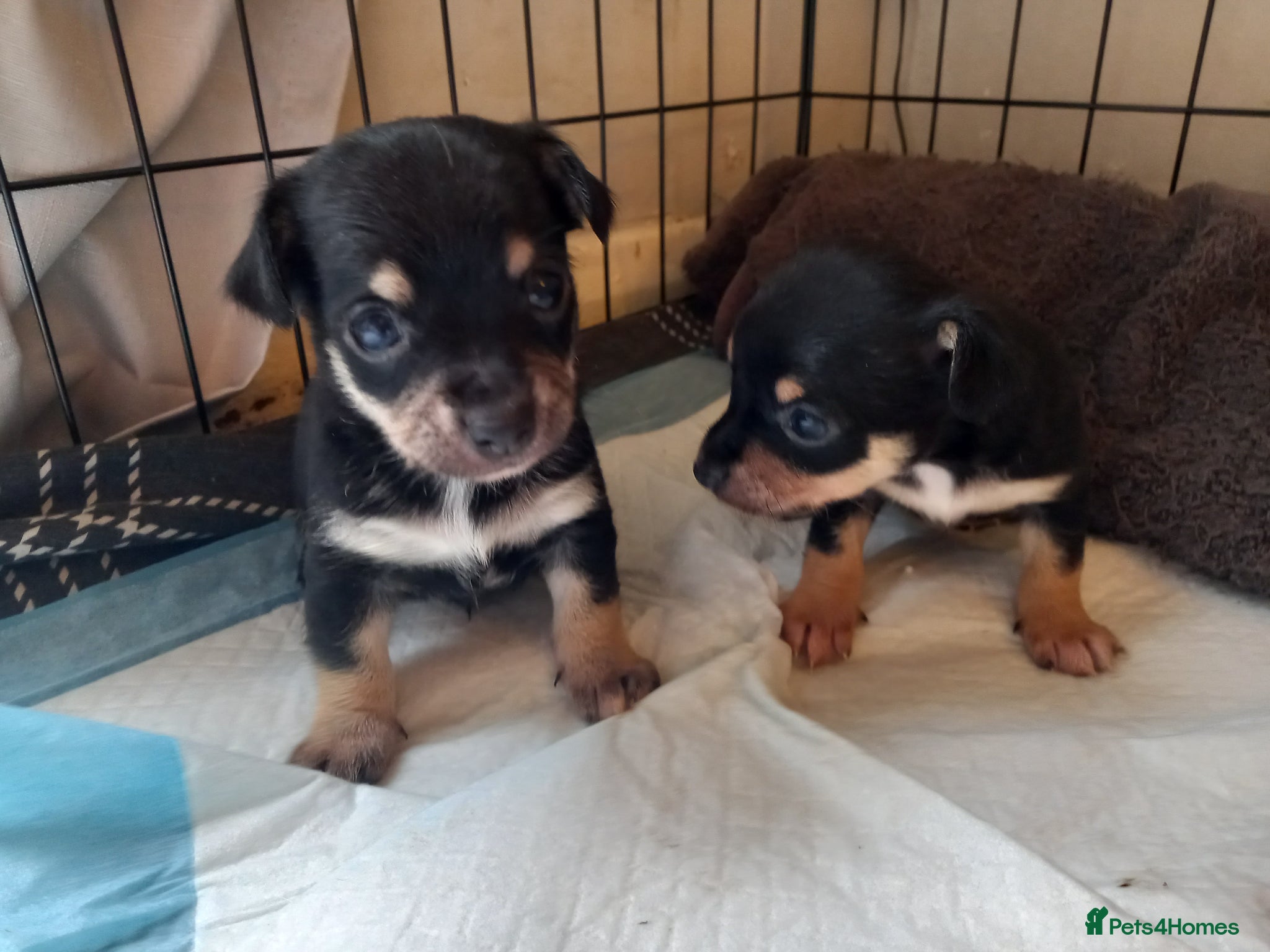 Jack Chi dogs 5 beautiful Jack chis - Advert 2