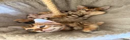 Bengal cats for sale: Stunning 🔥 TICA 🐾 Health Tested Bengals  - Advert 14