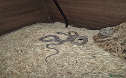 Corn Snake reptiles for sale: Young male anery motley cornsnake  - Image 6