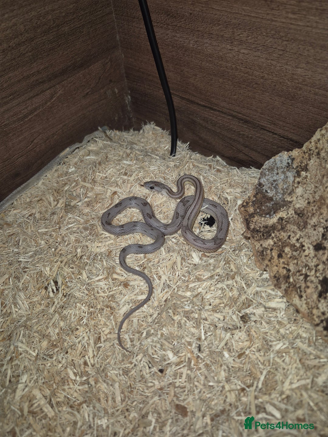 Corn Snake reptiles for sale: Young male anery motley cornsnake  - Image 6
