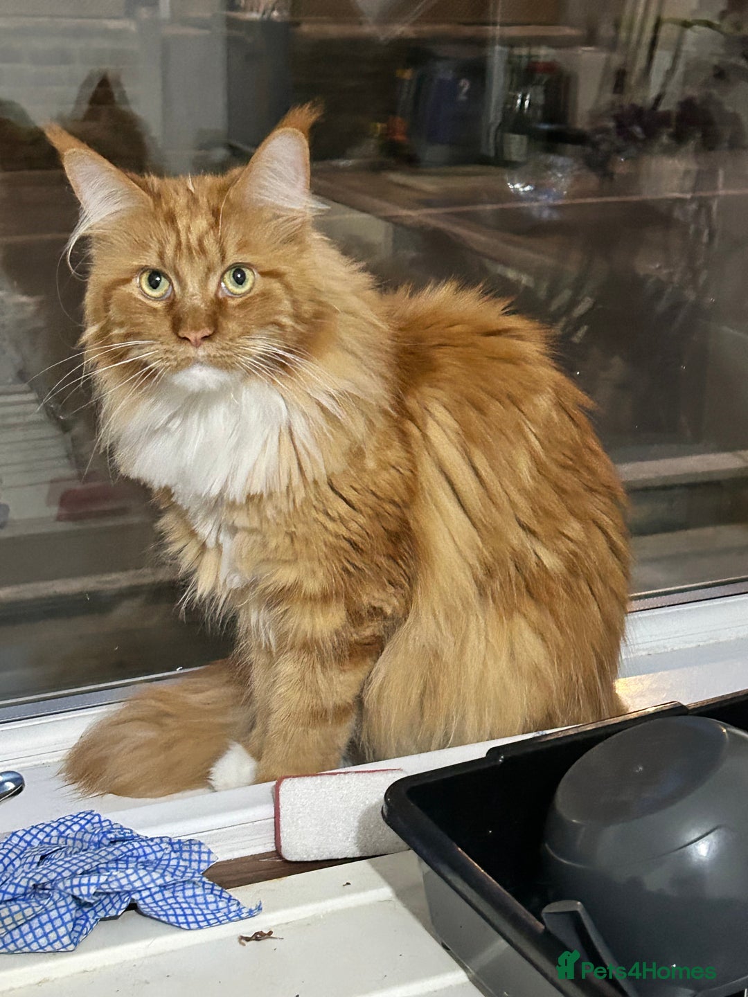 Maine Coon cats for sale: Bob The Cat 🐱 Maine Coon for sale! - Image 4
