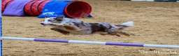 Miniature American Shepherd dogs for sale: Health Tested Miniature American Shepherd Puppy - Advert 2