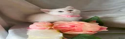 British Shorthair cats for sale: British shorthair kittens  - Advert 38
