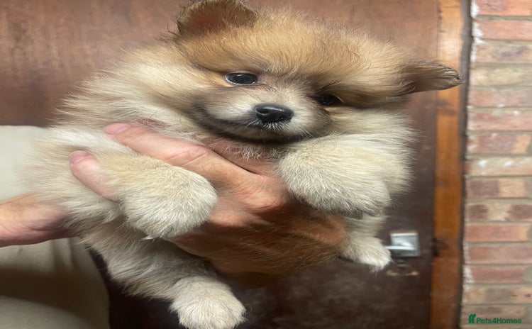 Pomeranian dogs - Advert 2