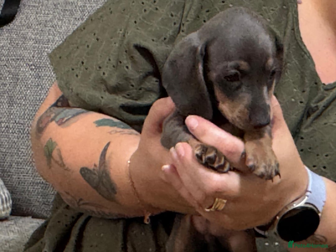 Dachshund dogs for sale: Dachshund puppies  in Driffield - Image 18
