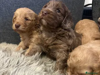 Cockapoo dogs Adorable Cockapoo Puppies - Advert 1