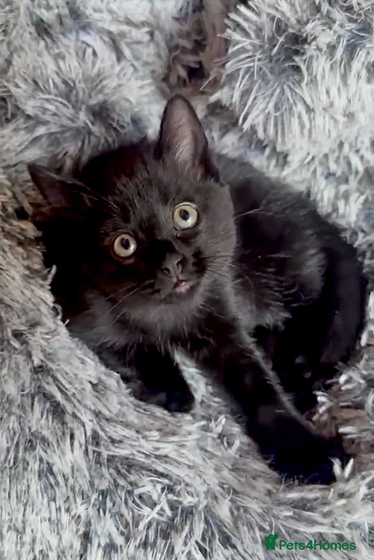 Mixed Breed cats Gorgeous Male Kitten  - Advert 2