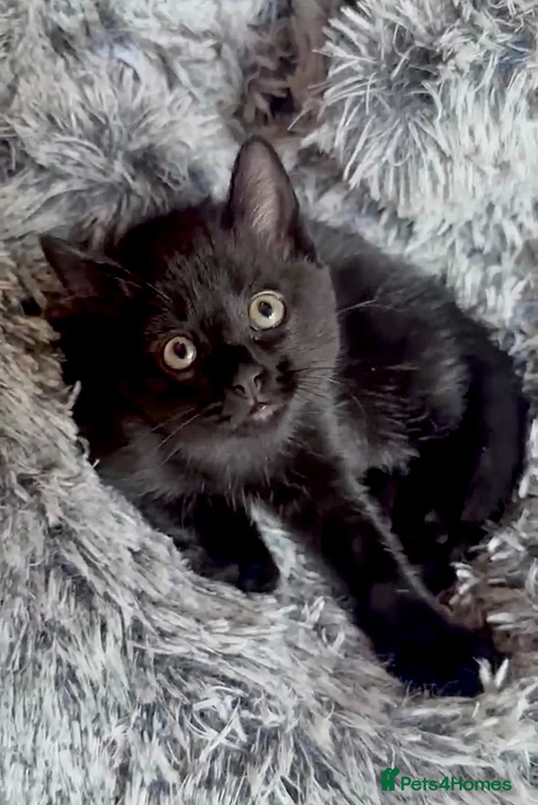 Mixed Breed cats for sale: Gorgeous Male Kitten  - Advert 1