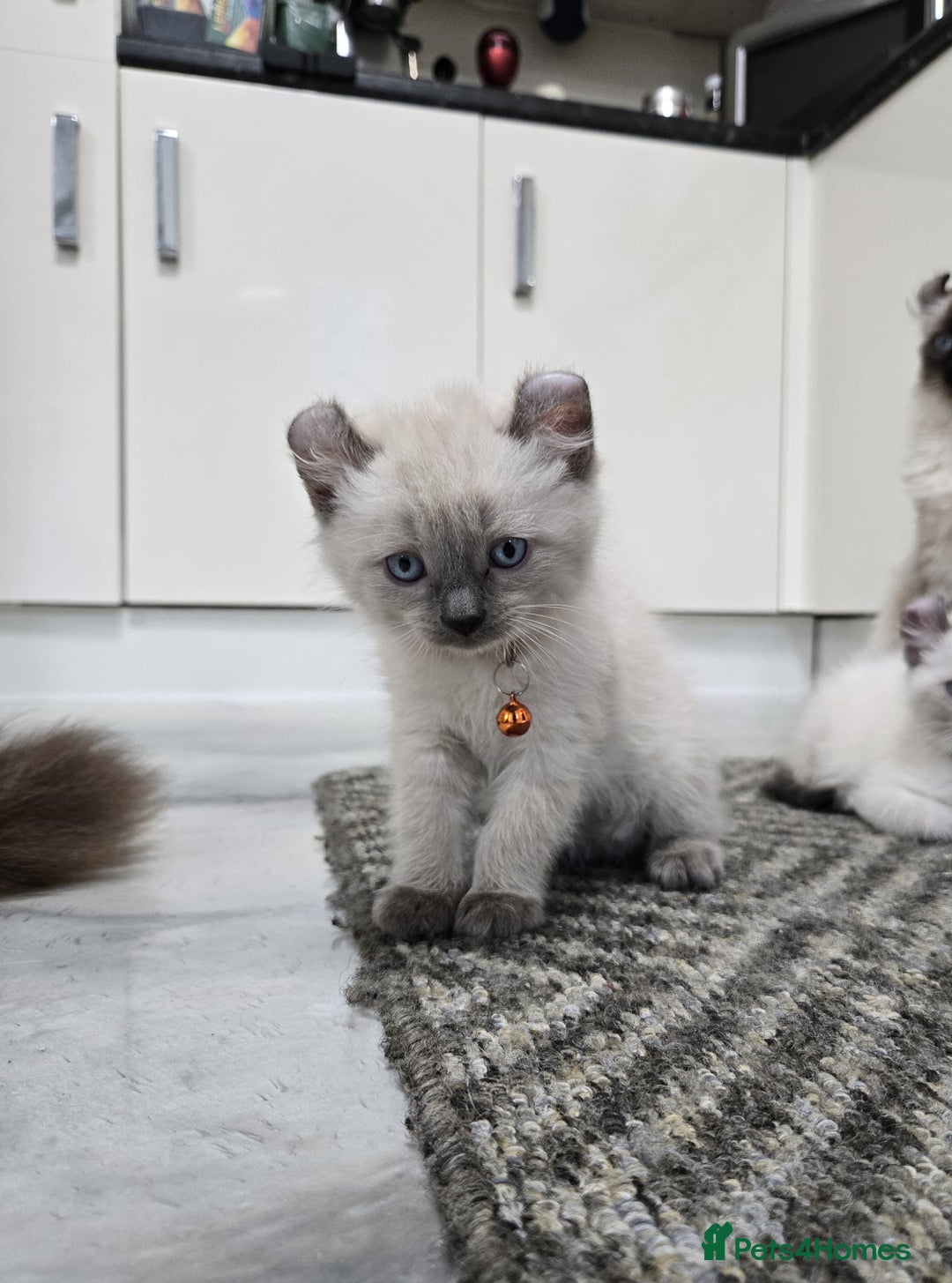 American Curl cats for sale: RARE, Unique, Affectionate American Curl Kittens!  - Advert 27