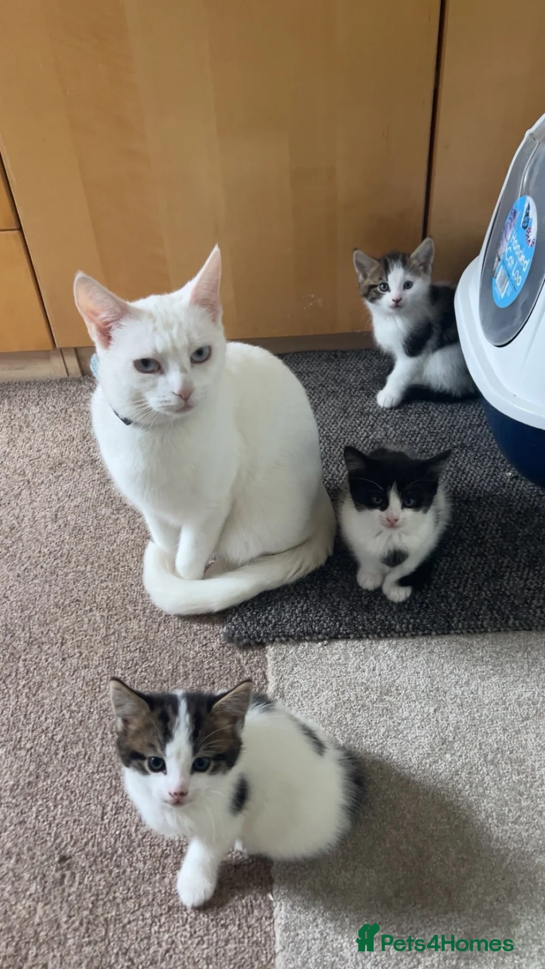 Mixed Breed cats for sale: Cute kittens  - Advert 1