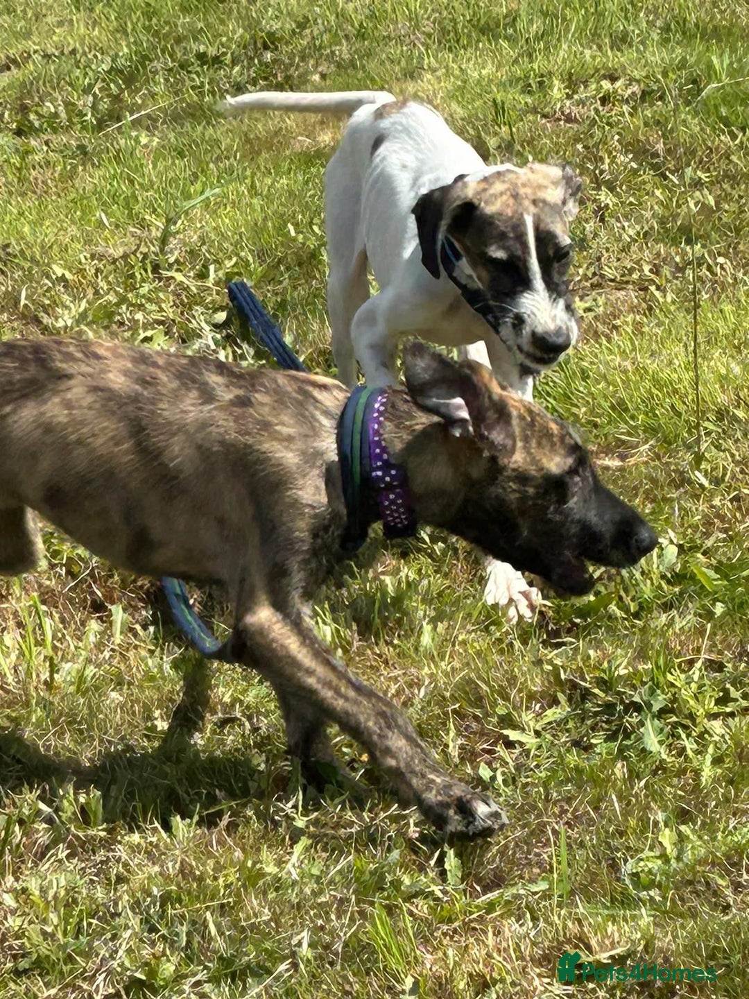 Mixed Breed dogs for adoption: Dawn - Norwich Norfolk  - Image 12