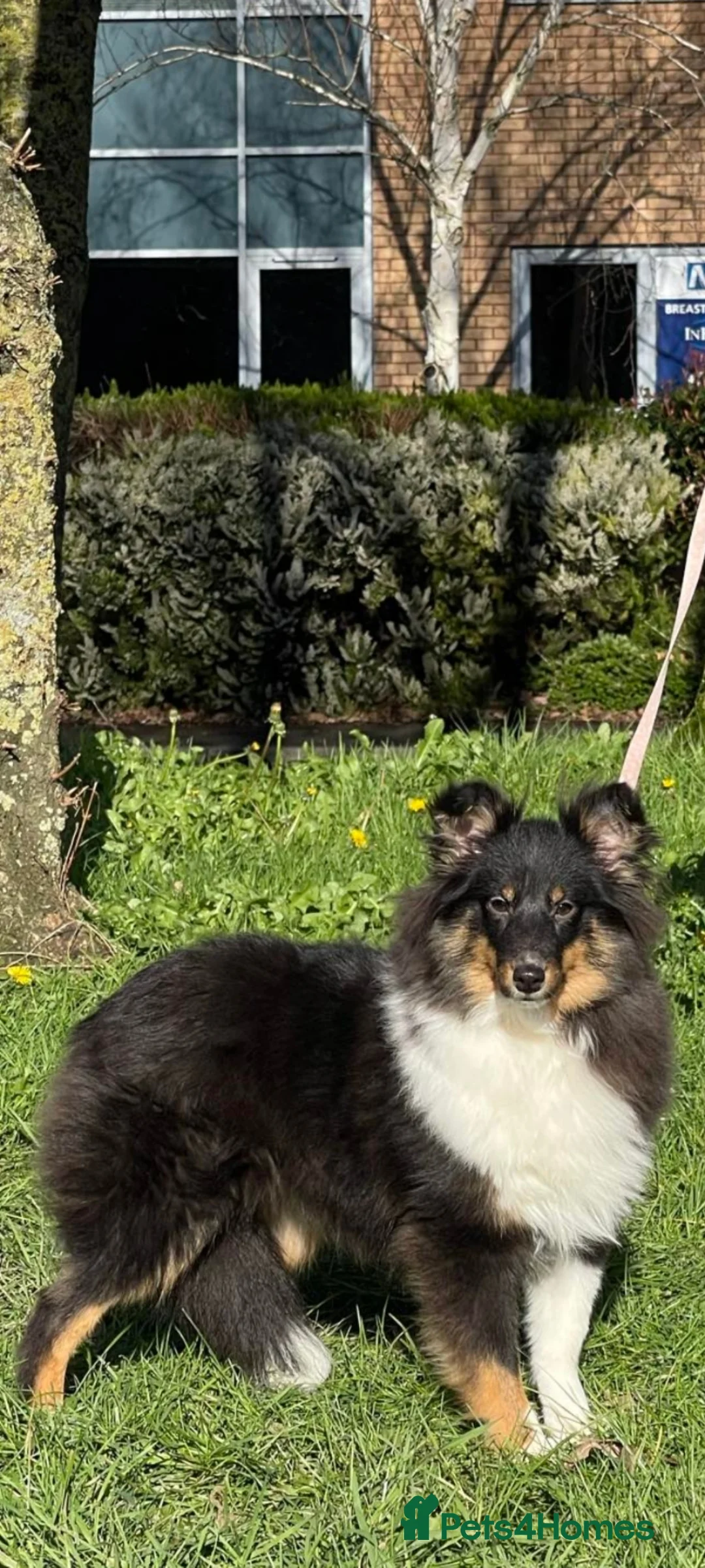 Shetland Sheepdog dogs for sale: Shetland sheepdog puppies in Saltash - Advert 3