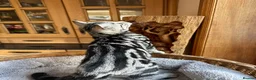 British Shorthair cats for sale: British shorthair Silver tabby  - Advert 24