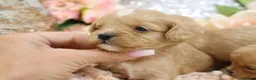 Cavapoo dogs for sale: Health Tested Cavapoo Puppies - Advert 38