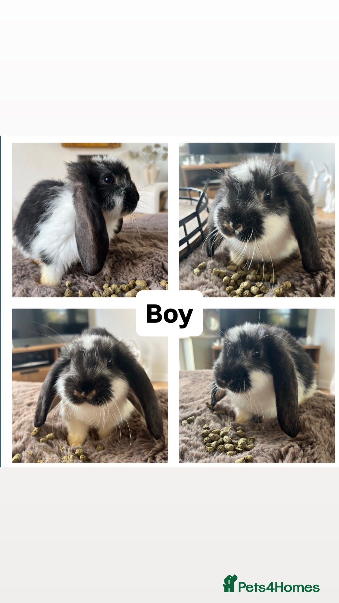 French Lop rabbits 🐰 Full breed French Lops Ready to Leave 🐰 - Advert 2