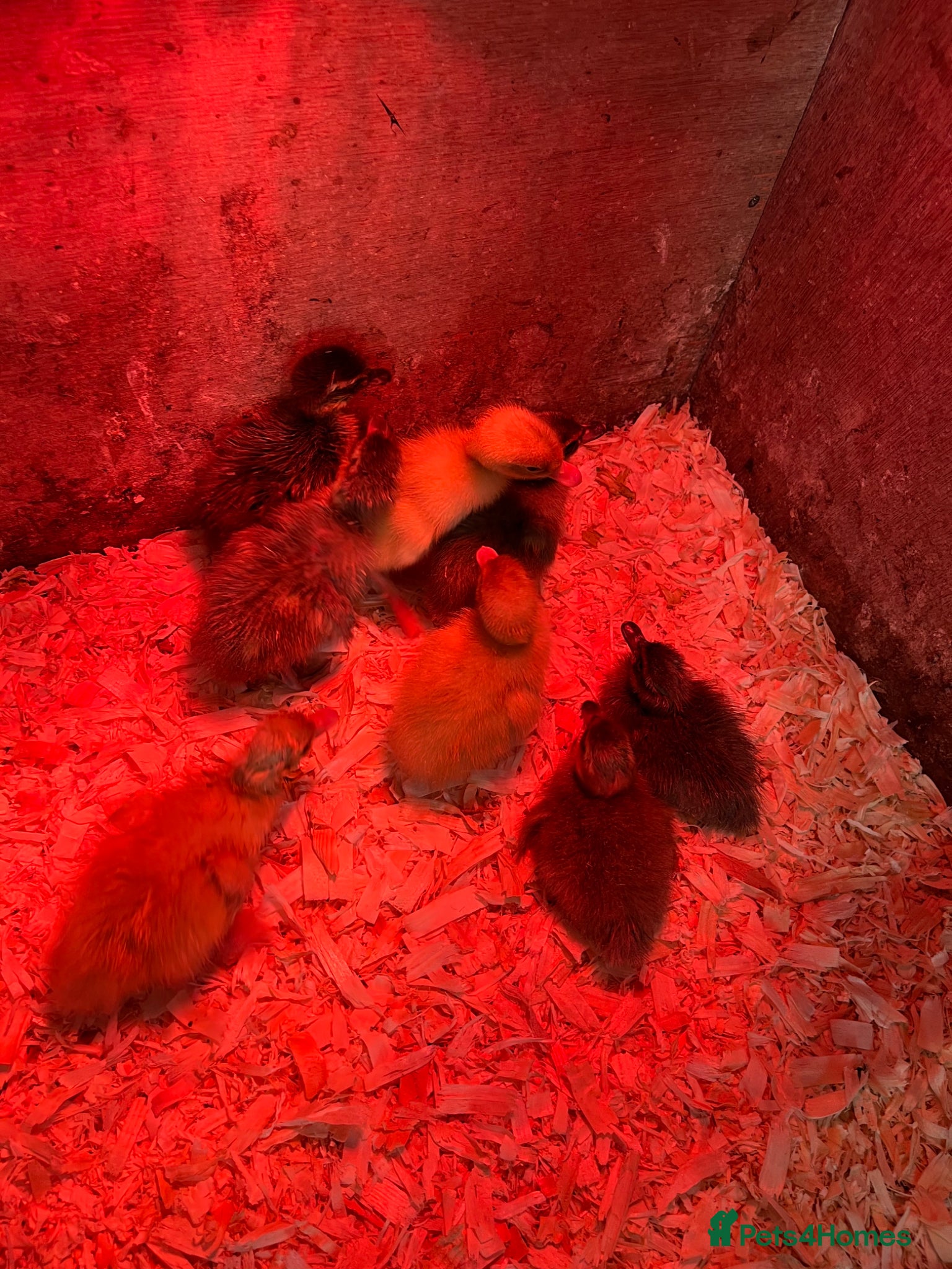 Ducks poultry Indian runner ducks for sale  - Advert 17