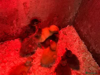 Ducks poultry Indian runner ducks for sale - Advert 1