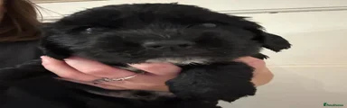 Cocker Spaniel 1